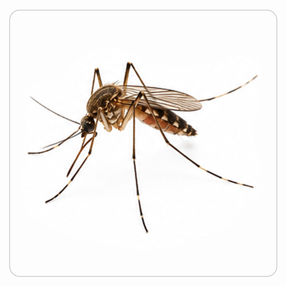 Mosquito Control